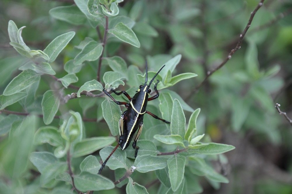 Saltamontes