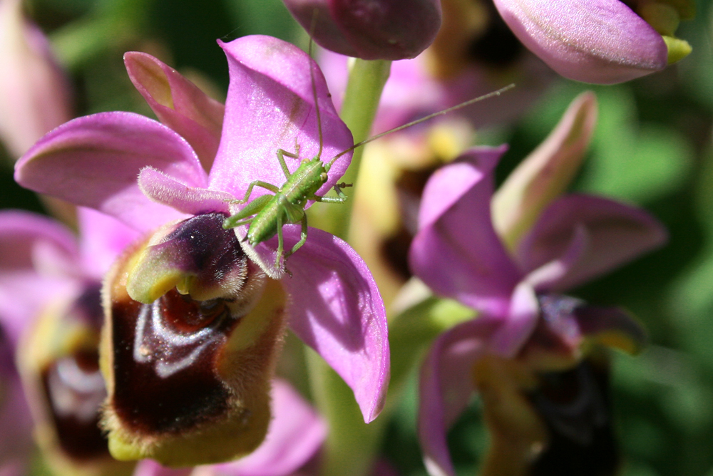 Saltamontes en una Orquidea Menorquina