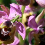 Saltamontes en una Orquidea Menorquina