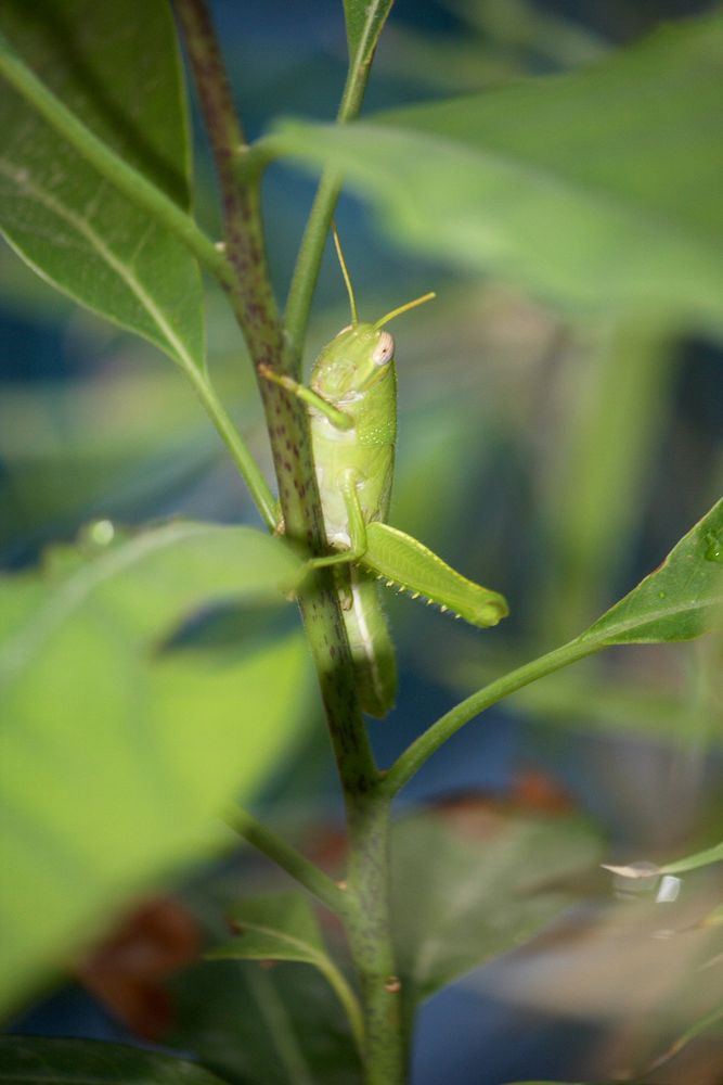 saltamontes ganando al aguacatero