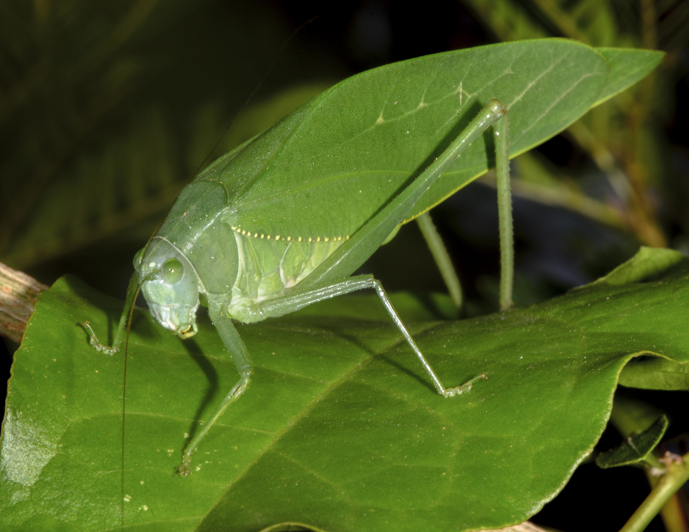 SALTAMONTES HOJA VERDE (Stilpnochlora couloniana)