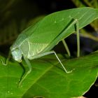 SALTAMONTES HOJA VERDE (Stilpnochlora couloniana)