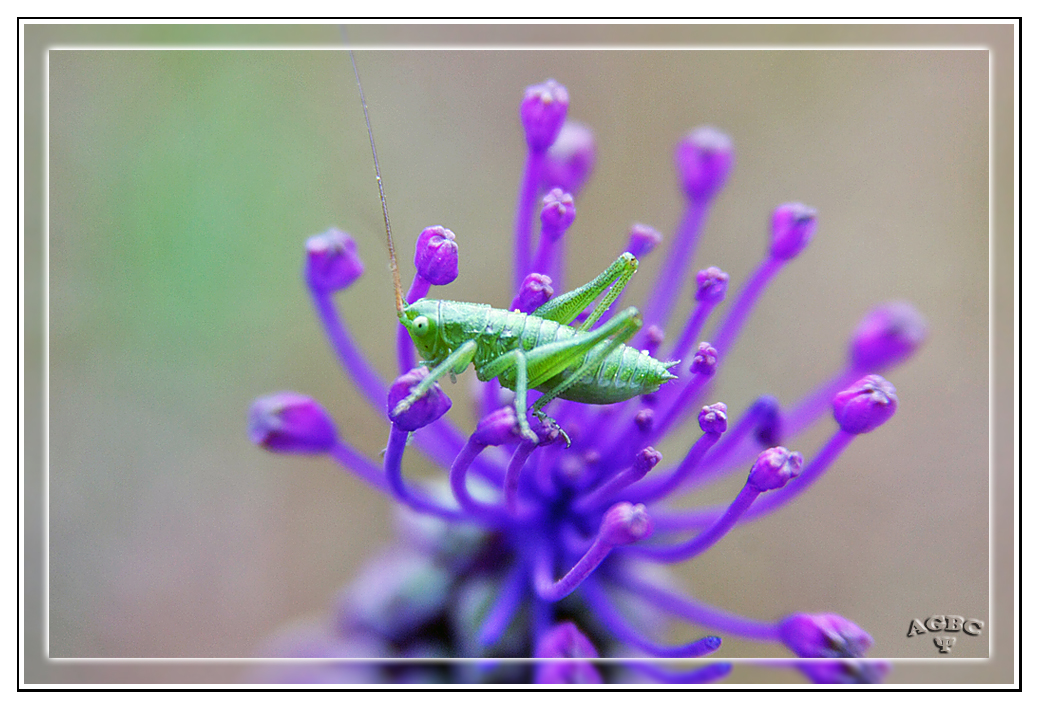 Saltamontes inmaduro verde en flor morada