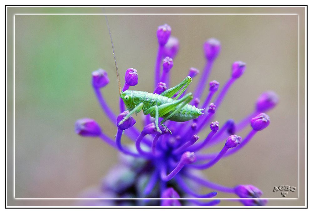 Saltamontes inmaduro verde en flor morada