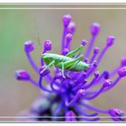 Saltamontes inmaduro verde en flor morada