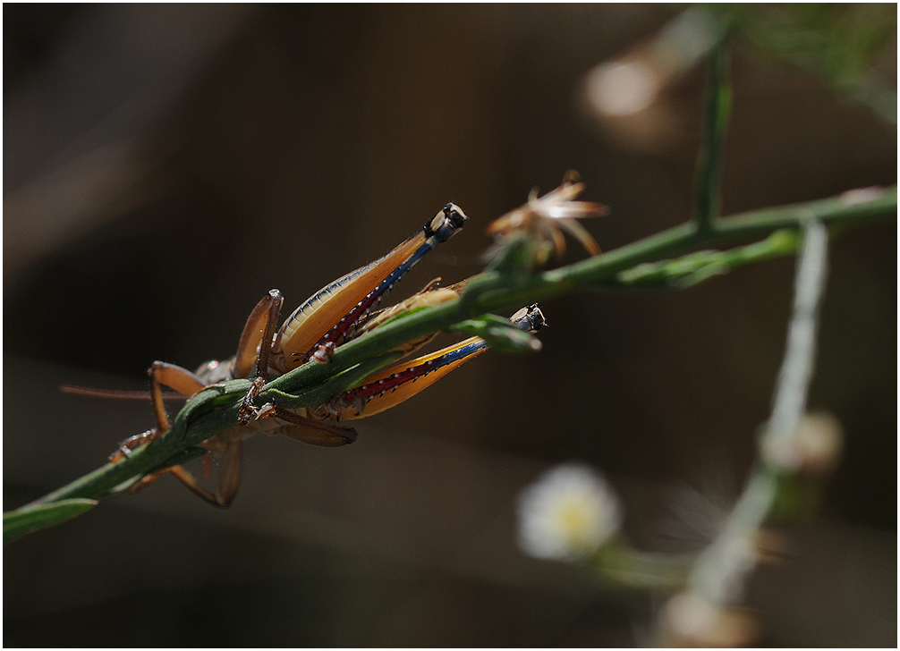 Saltamontes invertido