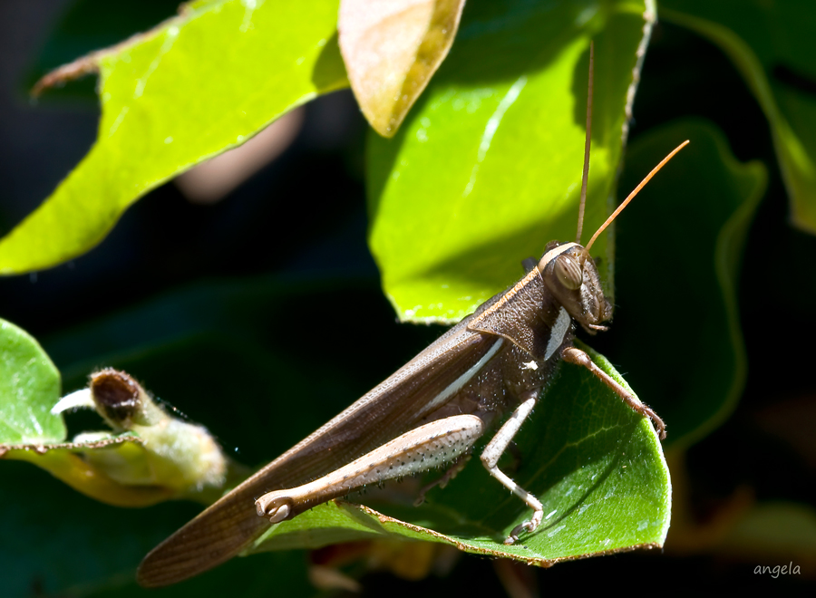 Saltamontes pardo