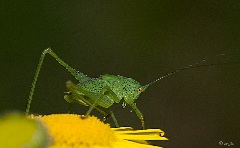 Saltamontes sobre margarita