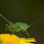 Saltamontes sobre margarita