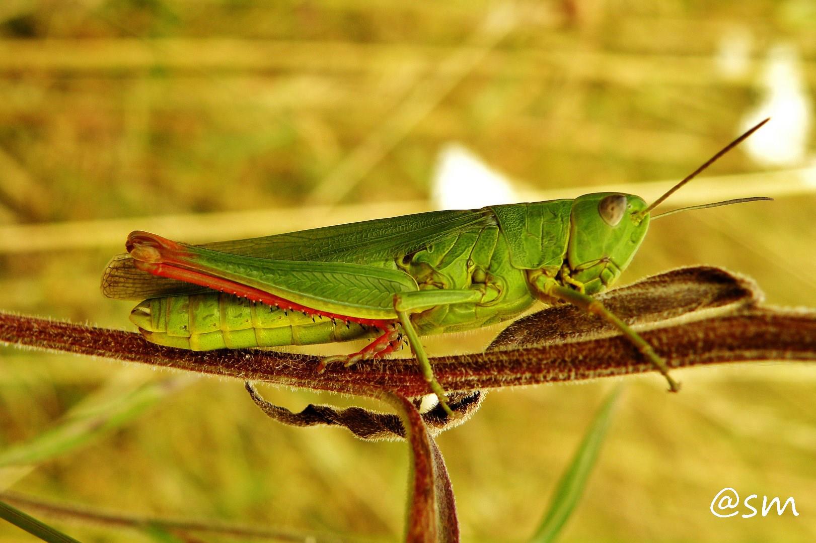 Saltamontes verde