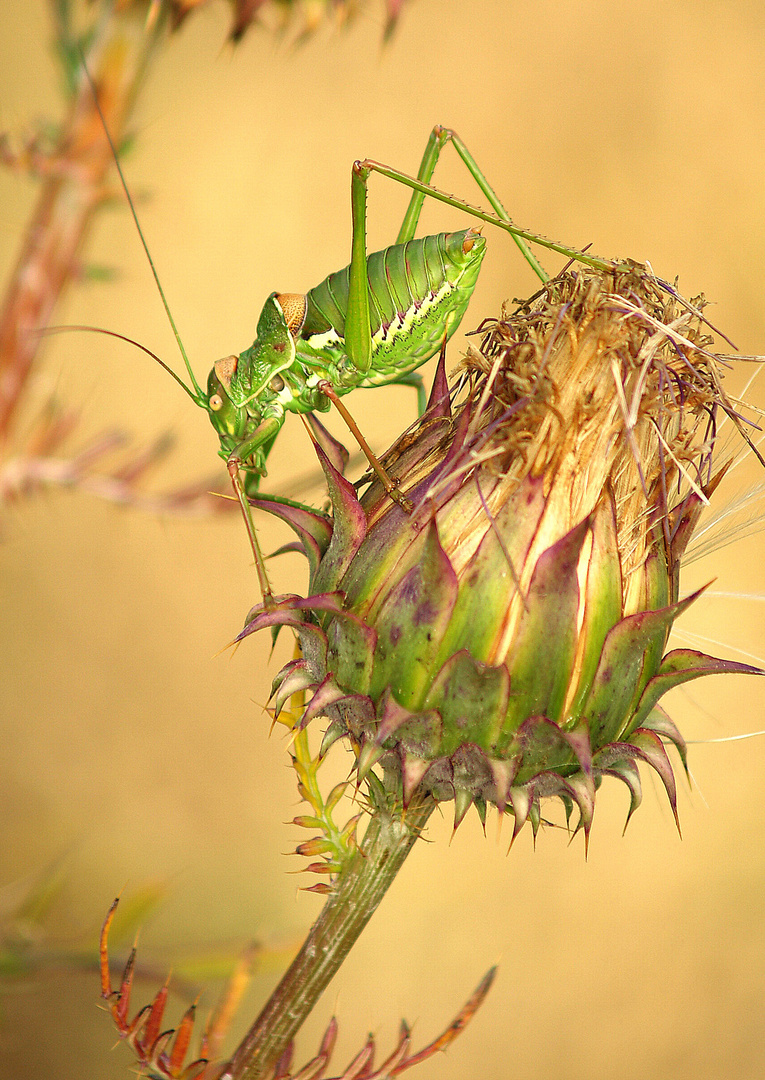 saltamontes verde