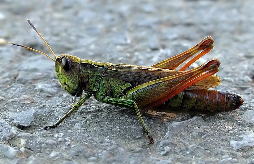 Saltatoria Foto & Bild tiere, wildlife, insekten Bilder auf