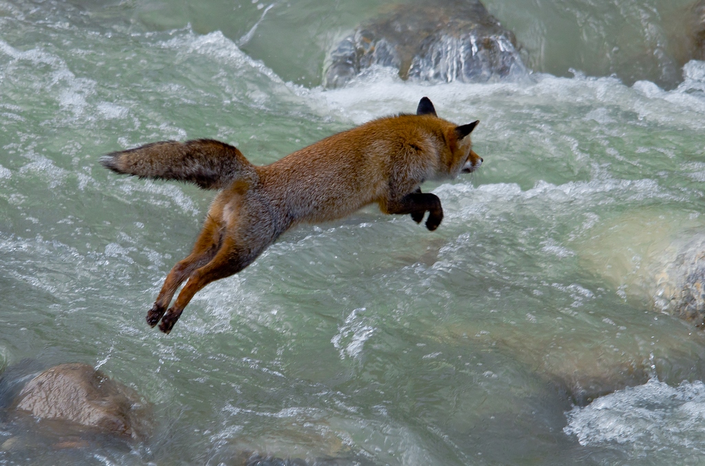 Saltellando per il fiume!