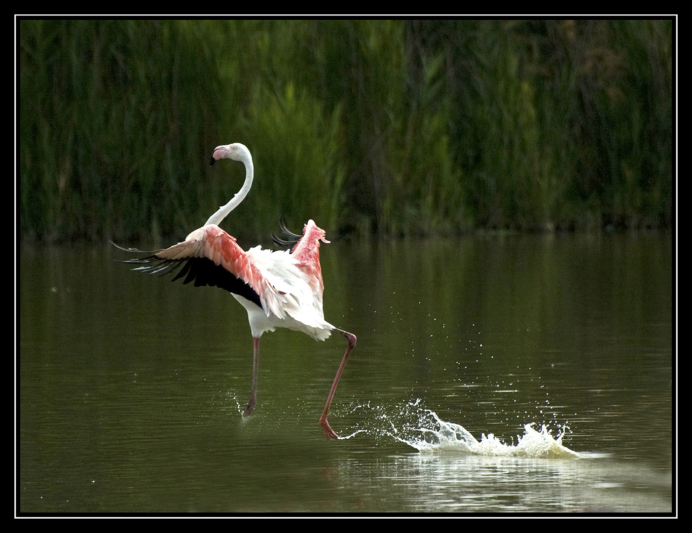 saltellando sull'acqua ....