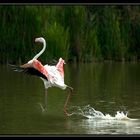 saltellando sull'acqua ....