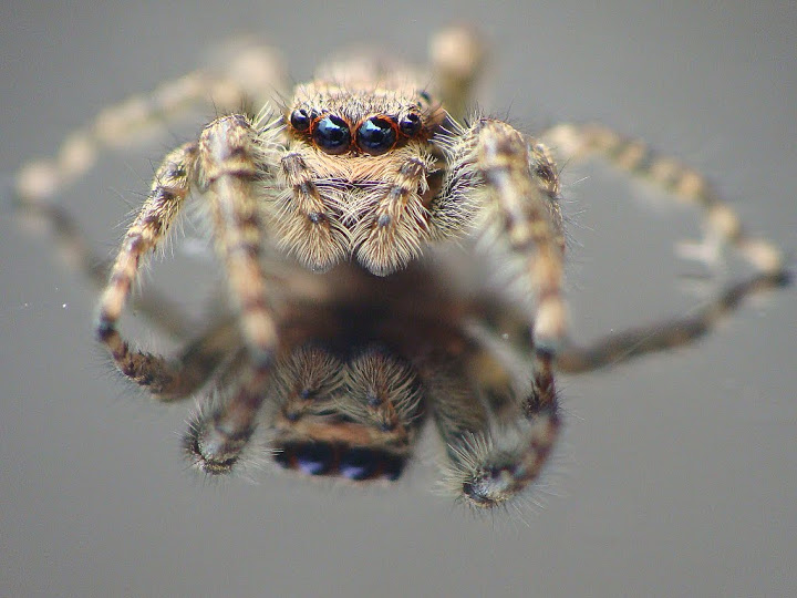 Salticidae