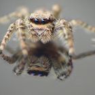 Salticidae