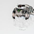 Salticidae 1