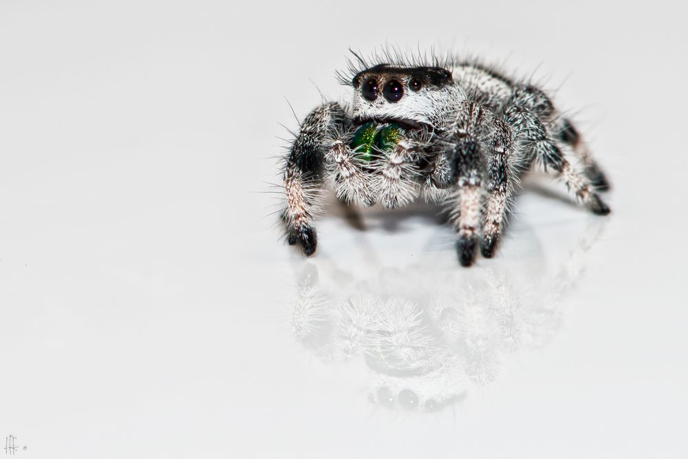 Salticidae 1