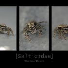 [Salticidae]