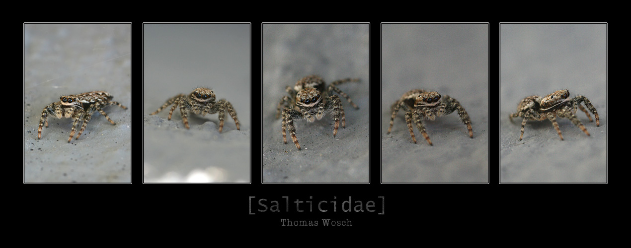 [Salticidae]