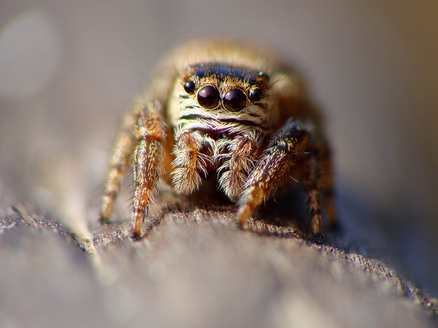 Salticidae Foto & Bild tiere, wildlife, spinnen Bilder auf