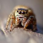 Salticidae