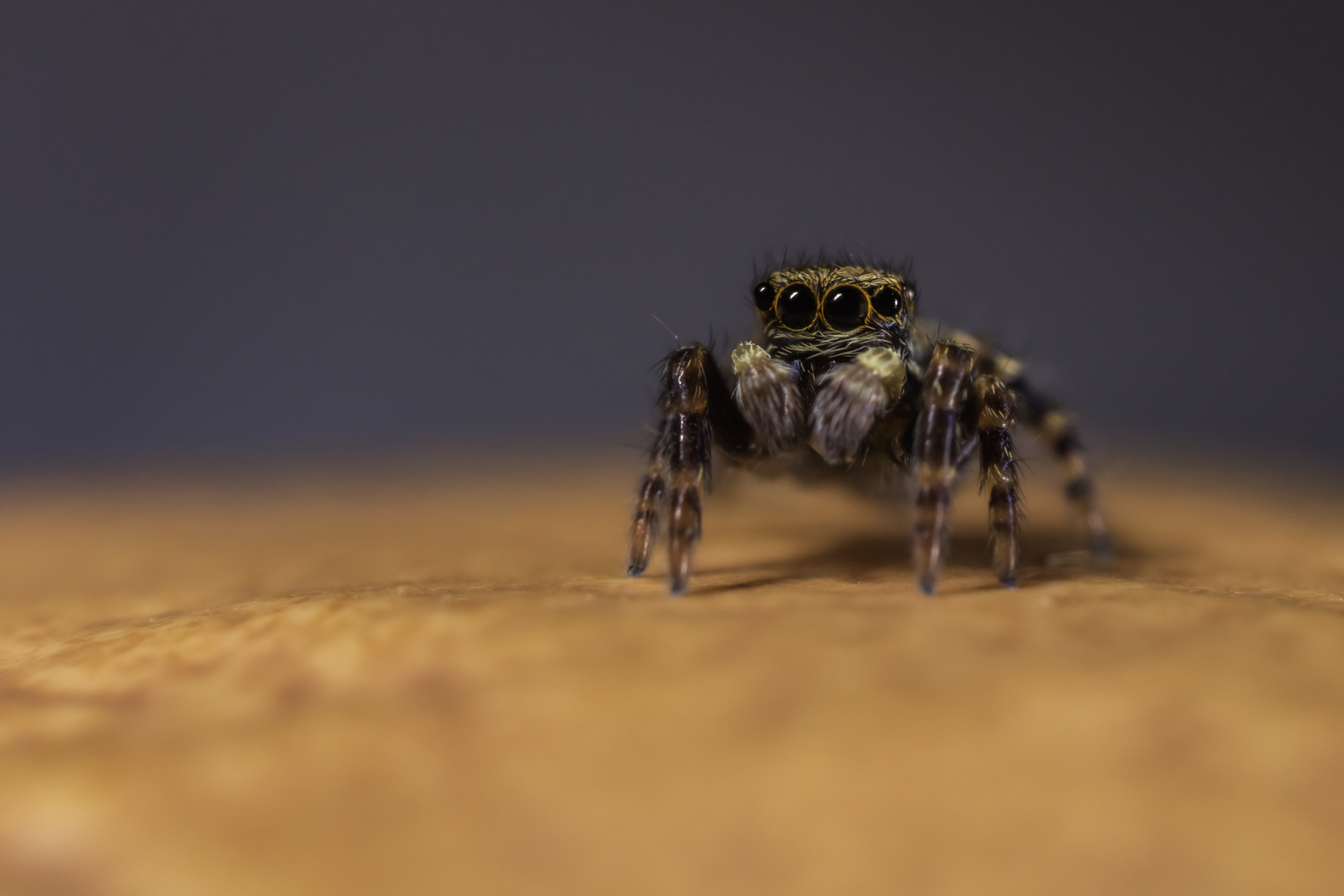 Salticidae