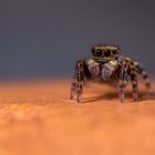 Salticidae