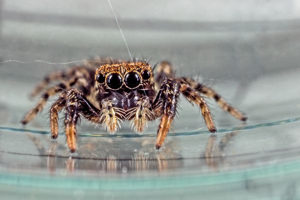 Salticidae