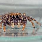 Salticidae 