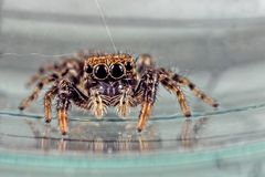 Salticidae 