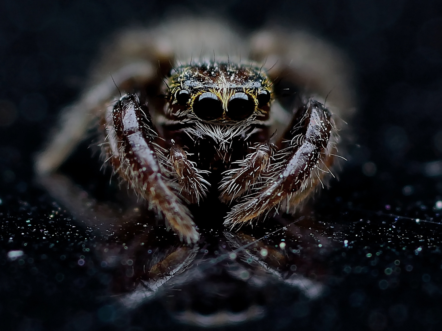 Salticidae baby....