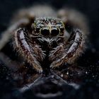 Salticidae baby....