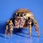 Salticidae