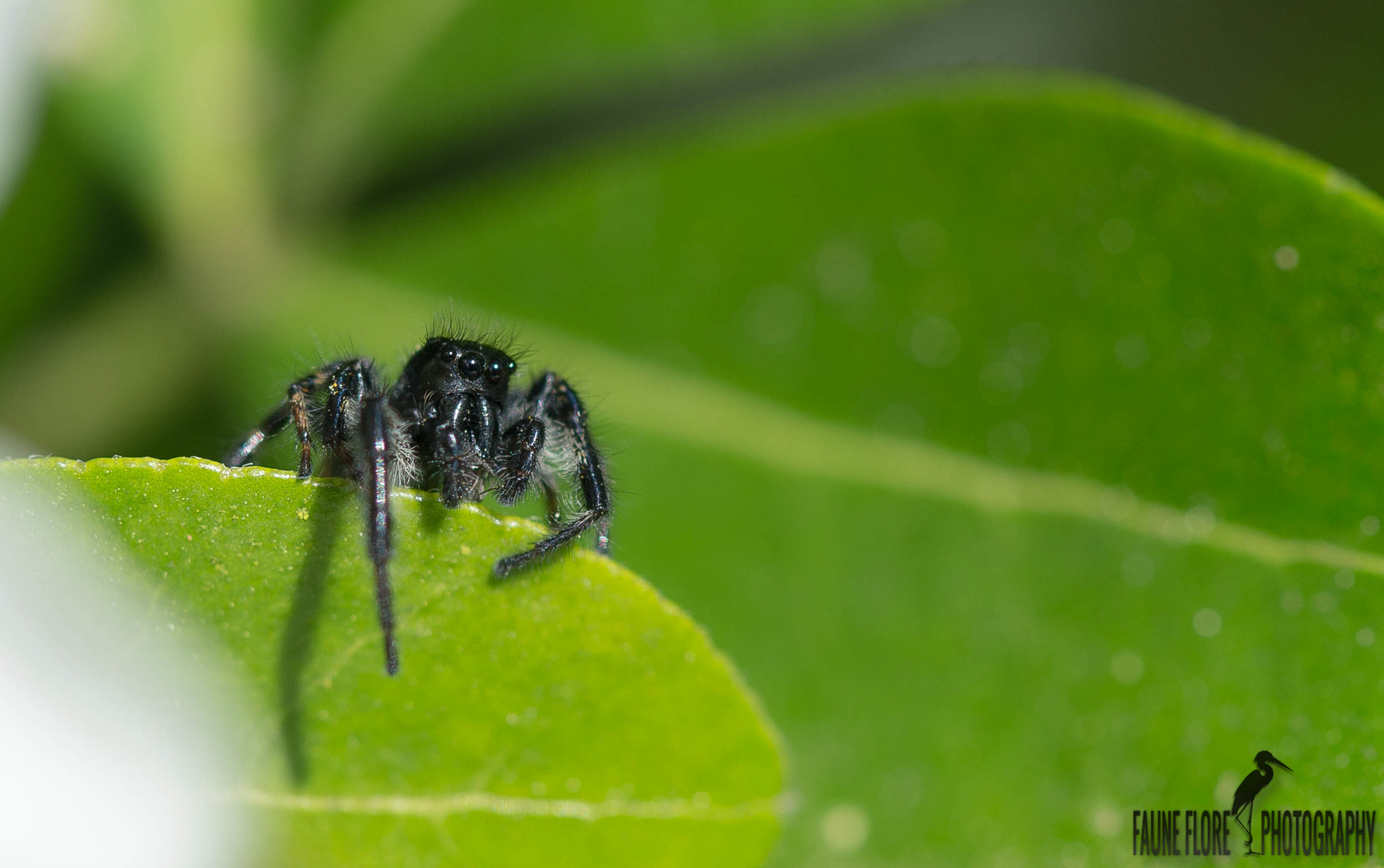 Salticidae