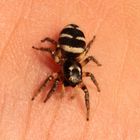 Salticidae