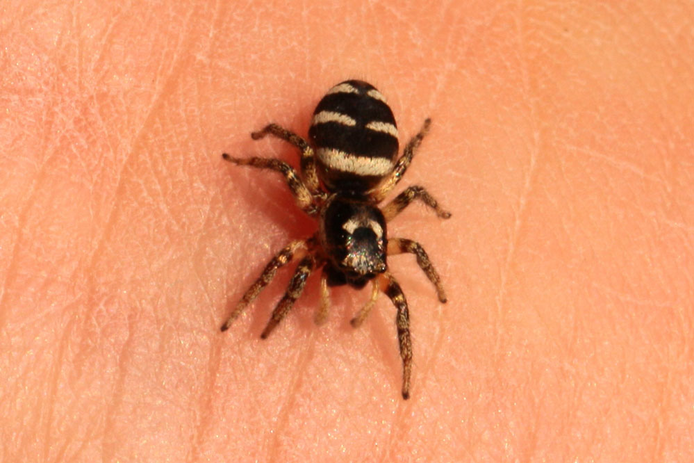 Salticidae