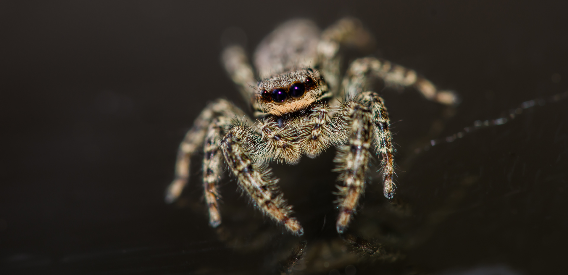 Salticidae ( Die Springspinne )