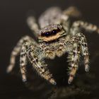 Salticidae ( Die Springspinne )