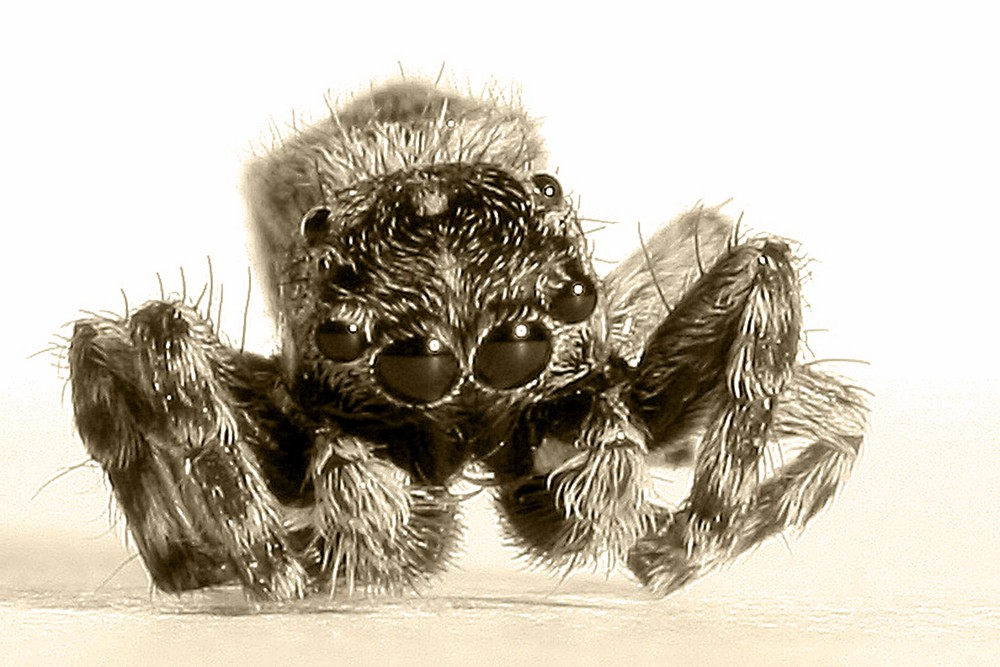 "Salticidae" Die Springspinne