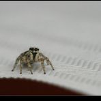 [Salticidae] II