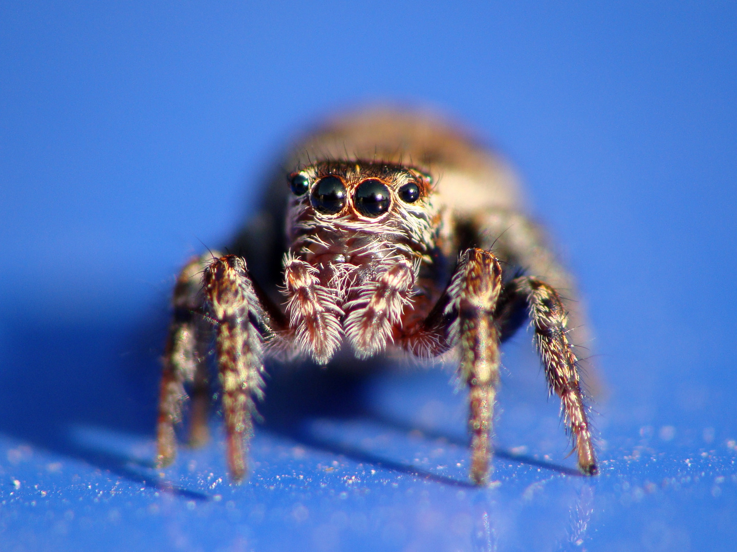 Salticidae - meine Passion