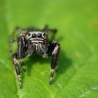 Salticidae sp.