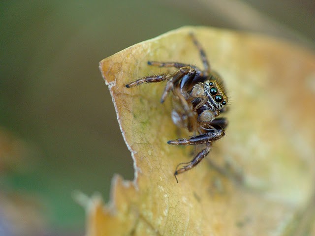 Salticidae sp.