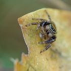 Salticidae sp.