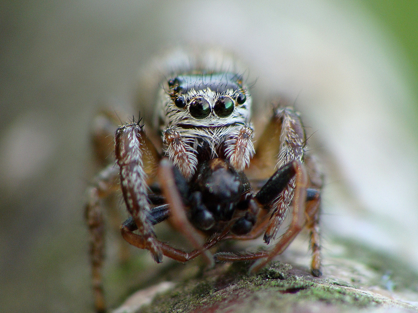 Salticidae sp.