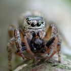 Salticidae sp.