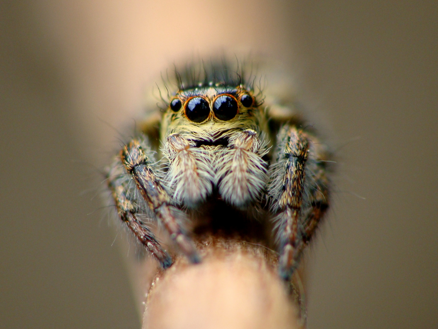 Salticidae sp.