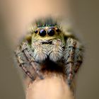 Salticidae sp.